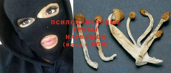 стафф Корсаков